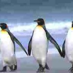 3 penguins